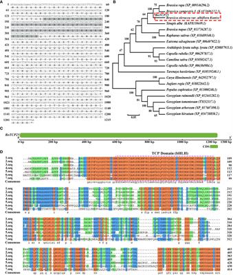 The function of BoTCP25 in the regulation of leaf development of Chinese kale